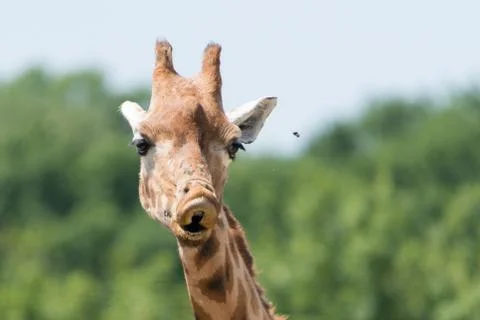 Giraffe annoyed by bee Stock Photos