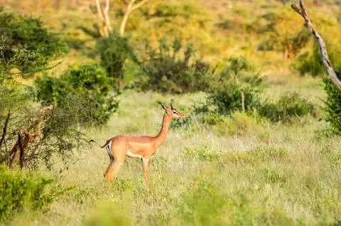 Giraffe antelope in the savannah Stock Photos