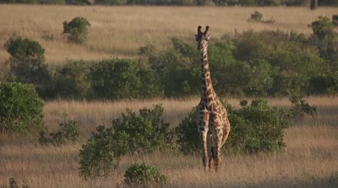 Giraffe Approach Video stock 61606578