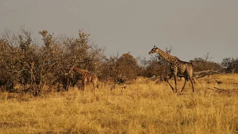 Giraffe approaches trees to feed Stock Footage 119271598