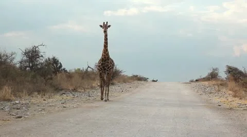 Giraffe approaching Stock Footage 17254390