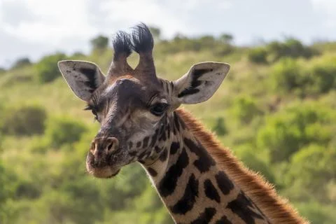 Giraffe in Arusha National Park, Tanzania Stock Photos