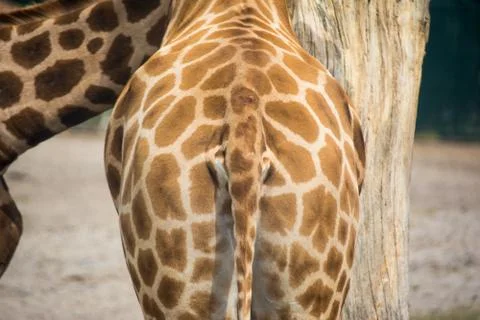 Giraffe ass Stock Photos