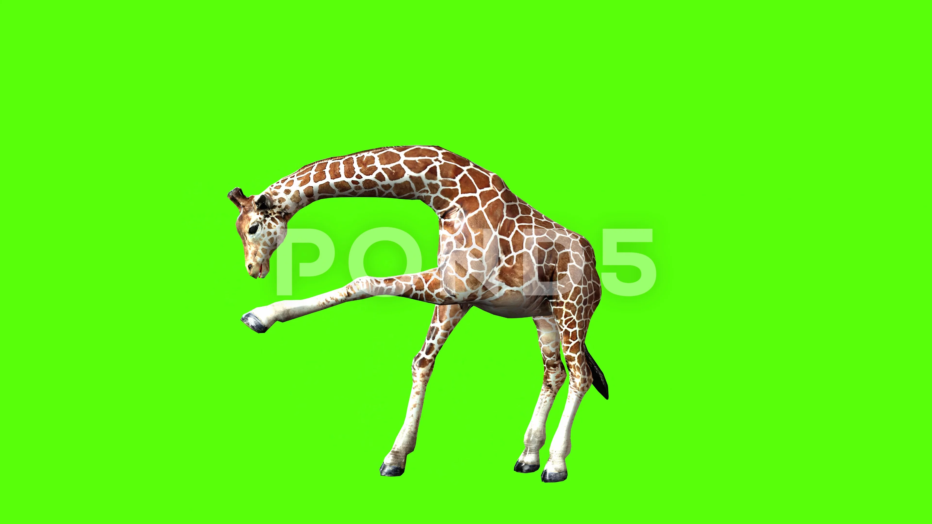 giraffe attack