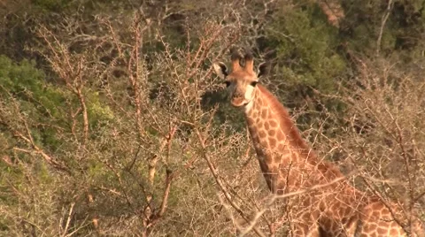 Giraffe with baby Stock Footage 2139666