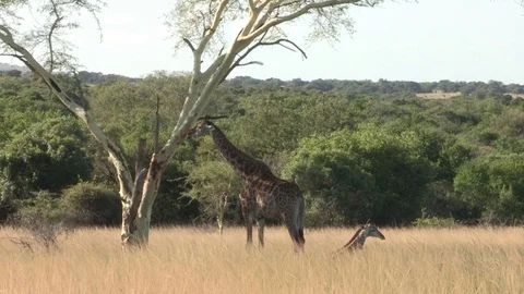 Giraffe with baby sitting down under acacia tree Video stock 84745424