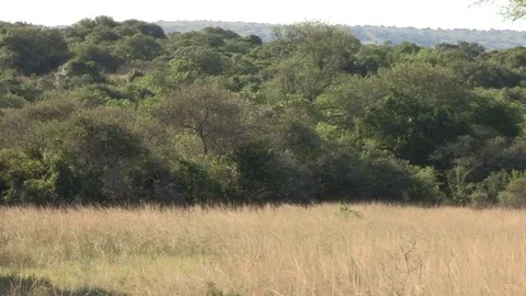 Giraffe with baby sitting down under acacia tree Stock-Footage 84745497