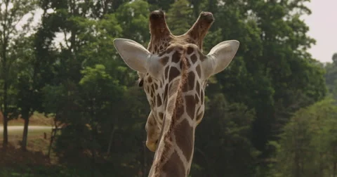 Giraffe back head view Stock Footage 50980745