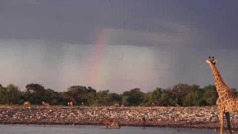 Giraffe back view and rainbow over waterhole; hyenas below — Contin.. Stock Footage 319945426