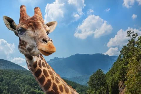 Giraffe on a background of cloudy sky at sunset. Stock Photos