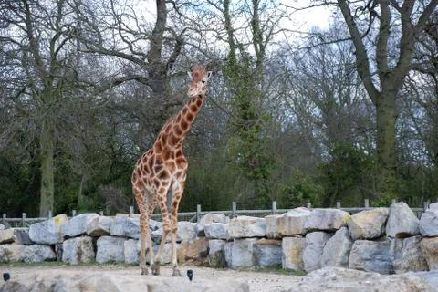 Giraffe on the background of trees in full growth Stock Photos