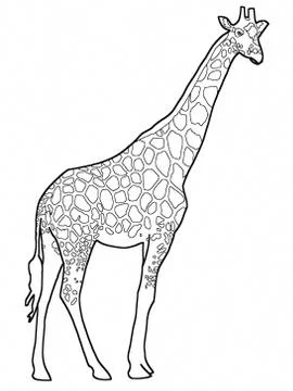 Giraffe beautiful digital drawing on plain white background Stock Illustration