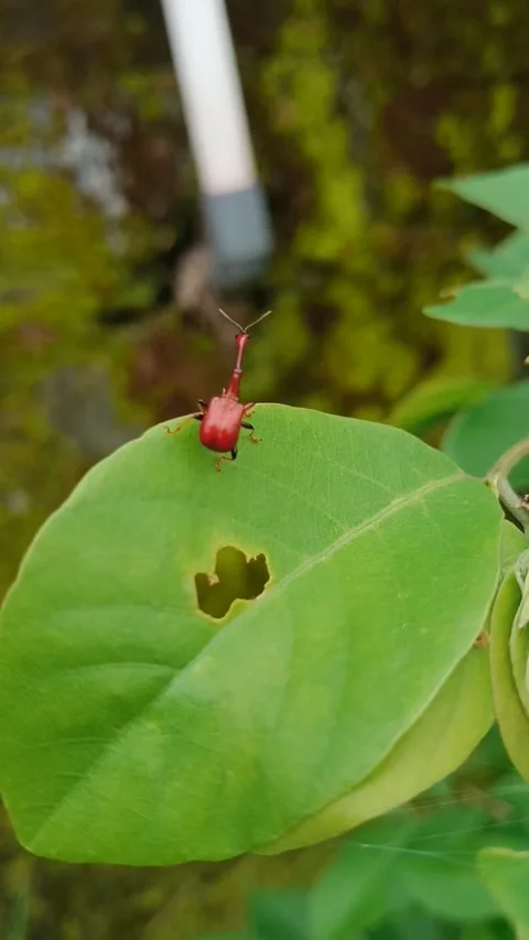 Giraffe Beetle on leaf (Insect) Stock Footage 264033367