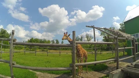 Giraffe behind the fence Stock Footage 201611785