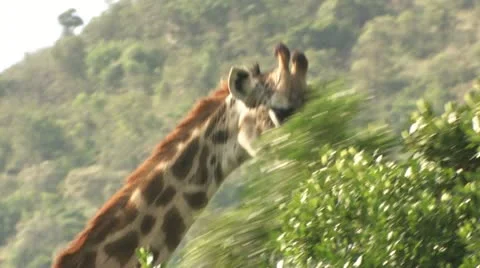 Giraffe behind tree Video stock 22323522