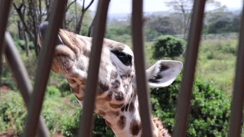 Giraffe being fed from behind a barrier Stock Footage 170893665