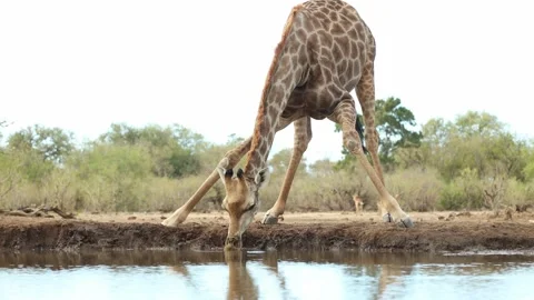 A giraffe bend down for a drink at a waterhole, Mashatu Game Reserve, Botswana. Stock Footage 346550709