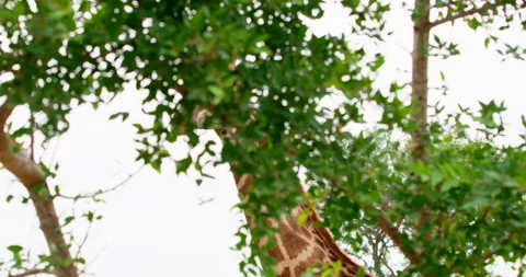 Giraffe Bending Behind Tree Grooming and Licking Itself Kruger National Park Stock Footage 340404858