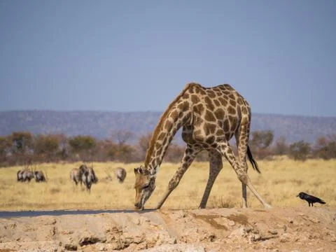 Giraffe bending down to drink at water hole in Etosha National Park, Namibia Stock Photos