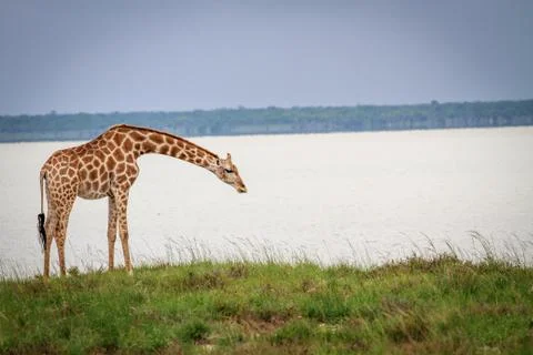 Giraffe bending down. Stock Photos