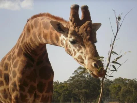 Giraffe bending neck to eat Stock Photos