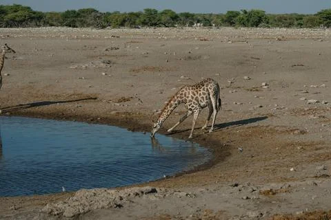 Giraffe bending over and drinking water at a watering hole in a national pa.. Stock Photos