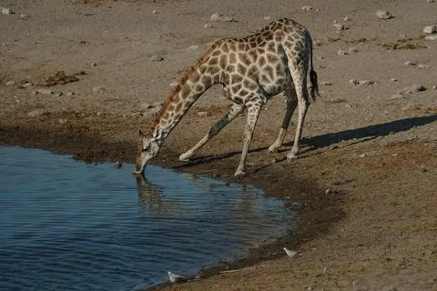 Giraffe bending over and drinking water at a watering hole in a national pa.. Foto stock