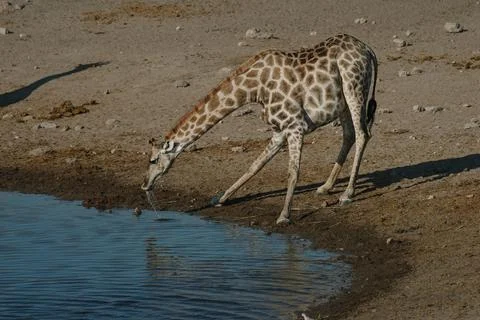 Giraffe bending over and drinking water at a watering hole in a national pa.. Stock Photos