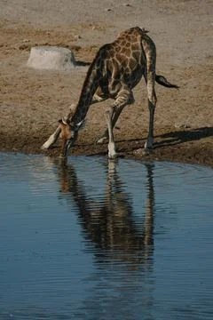 Giraffe bending over and drinking water at a watering hole in a national pa.. Foto stock