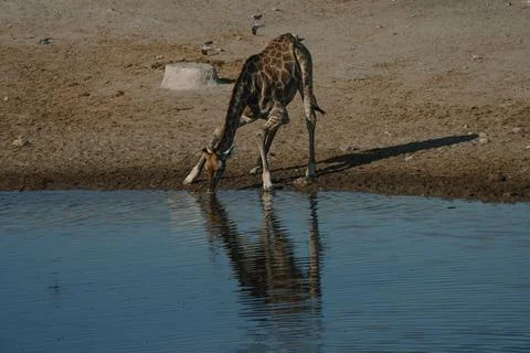 Giraffe bending over and drinking water at a watering hole in a national pa.. Foto stock