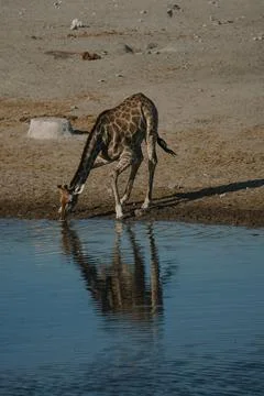 Giraffe bending over and drinking water at a watering hole in a national pa.. Stock Photos
