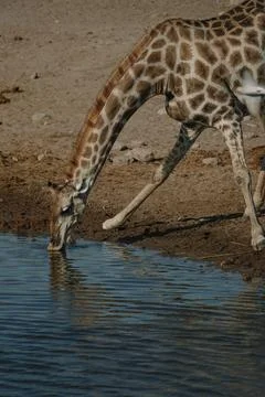 Giraffe bending over and drinking water at a watering hole in a national pa.. Stock Photos