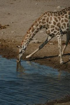 Giraffe bending over and drinking water at a watering hole in a national pa.. Stock Photos