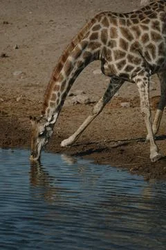 Giraffe bending over and drinking water at a watering hole in a national pa.. Stock Photos