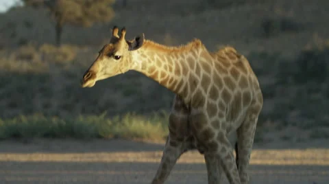 Giraffe - bends down to drink. Africa 4K uhd ultrahd mammal nature safari Stock Footage 54687742