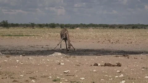 Giraffe bends to drink at an almost dry waterhole — Contin,, — Part 1 Stock Footage 319960707
