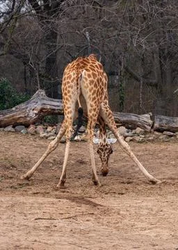 Giraffe bends over and eats from ground with its legs spread wide apart. Vi.. Stock Photos