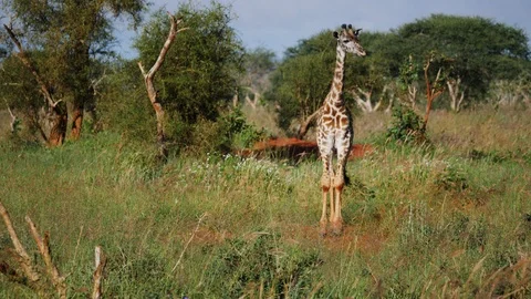 Giraffe between trees Stock Footage 88560696