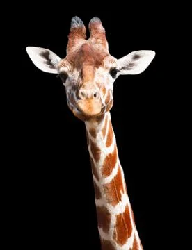 Giraffe black background Stock Photos