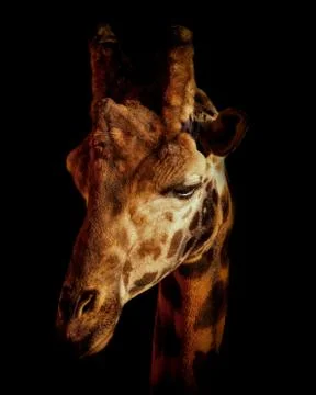 Giraffe in black Stock Photos