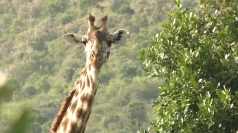 Giraffe bleat Stock-Footage 22323472