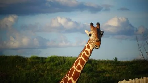 Giraffe with blue sky background Stock Photos