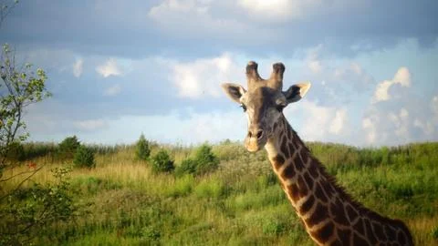 Giraffe with blue sky background. Stock Photos