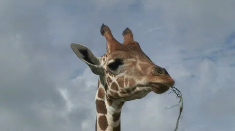 Giraffe Blue Sky Stock Footage 572980