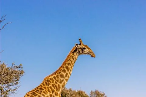 Giraffe with blue sky Stock Photos