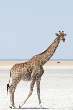 Giraffe at the border of salt pan Stock Photos