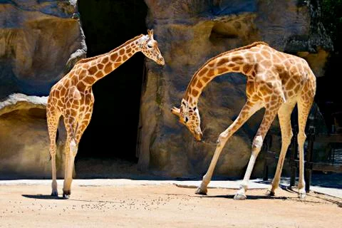 Giraffe Bowing. Stock Photos