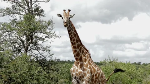 Giraffe browsing on acacia tree Stock Footage 146323857