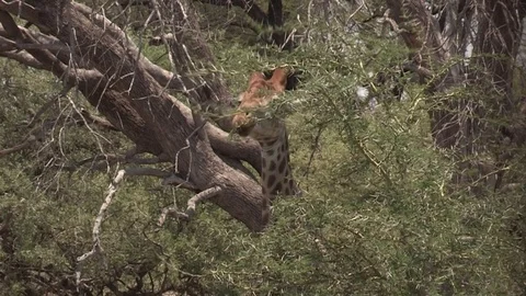 Giraffe browsing on acacia tree - HD Stock Footage 84646839
