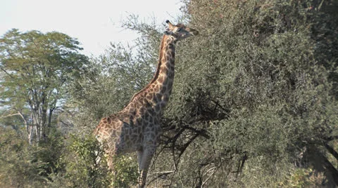 Giraffe Browsing Stock Footage 22705853